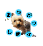レオくんのstamp（個別スタンプ：22）