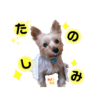 レオくんのstamp（個別スタンプ：23）