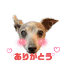 DIOの日常（個別スタンプ：5）