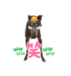 DIOの日常（個別スタンプ：14）