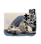 DIOの日常（個別スタンプ：18）