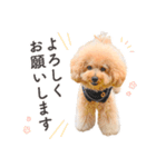 印刷屋社員のペットたち【犬と猫】（個別スタンプ：1）