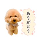 印刷屋社員のペットたち【犬と猫】（個別スタンプ：5）