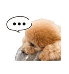 印刷屋社員のペットたち【犬と猫】（個別スタンプ：6）