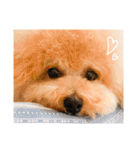 印刷屋社員のペットたち【犬と猫】（個別スタンプ：8）