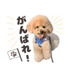 印刷屋社員のペットたち【犬と猫】（個別スタンプ：11）