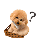 印刷屋社員のペットたち【犬と猫】（個別スタンプ：12）