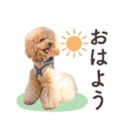 印刷屋社員のペットたち【犬と猫】（個別スタンプ：13）