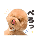 印刷屋社員のペットたち【犬と猫】（個別スタンプ：17）