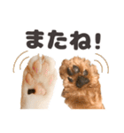 印刷屋社員のペットたち【犬と猫】（個別スタンプ：19）