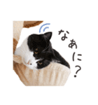 印刷屋社員のペットたち【犬と猫】（個別スタンプ：21）