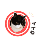 印刷屋社員のペットたち【犬と猫】（個別スタンプ：23）