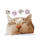 印刷屋社員のペットたち【犬と猫】（個別スタンプ：27）