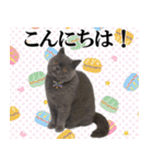 ぶさかわいい猫の実写スタンプ標準語江戸弁（個別スタンプ：4）