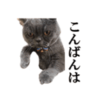 ぶさかわいい猫の実写スタンプ標準語江戸弁（個別スタンプ：5）