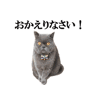 ぶさかわいい猫の実写スタンプ標準語江戸弁（個別スタンプ：9）