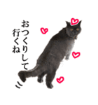 ぶさかわいい猫の実写スタンプ標準語江戸弁（個別スタンプ：11）