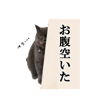 ぶさかわいい猫の実写スタンプ標準語江戸弁（個別スタンプ：17）