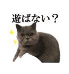 ぶさかわいい猫の実写スタンプ標準語江戸弁（個別スタンプ：19）