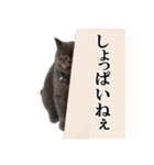 ぶさかわいい猫の実写スタンプ標準語江戸弁（個別スタンプ：21）