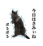 ぶさかわいい猫の実写スタンプ標準語江戸弁（個別スタンプ：25）