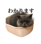 ぶさかわいい猫の実写スタンプ標準語江戸弁（個別スタンプ：34）