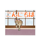 チャトラねこと柿（個別スタンプ：11）