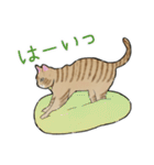 チャトラねこと柿（個別スタンプ：12）