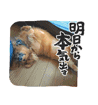 こむぎのゆるゆるライフ（個別スタンプ：1）