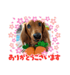 こむぎのゆるゆるライフ（個別スタンプ：2）