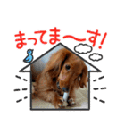 こむぎのゆるゆるライフ（個別スタンプ：18）