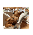 こむぎのゆるゆるライフ（個別スタンプ：24）