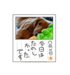 こむぎのゆるゆるライフ（個別スタンプ：32）