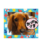 こむぎのゆるゆるライフ（個別スタンプ：36）
