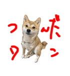 今日はいい日ですよ（個別スタンプ：16）