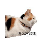 三毛猫ぽてとさんのスタンプ（個別スタンプ：1）