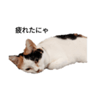 三毛猫ぽてとさんのスタンプ（個別スタンプ：2）