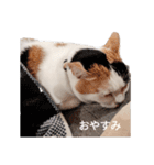 三毛猫ぽてとさんのスタンプ（個別スタンプ：5）