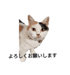 三毛猫ぽてとさんのスタンプ（個別スタンプ：6）