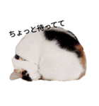 三毛猫ぽてとさんのスタンプ（個別スタンプ：7）