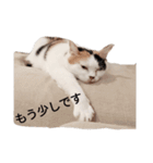 三毛猫ぽてとさんのスタンプ（個別スタンプ：10）