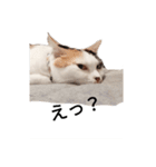 三毛猫ぽてとさんのスタンプ（個別スタンプ：12）