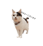 三毛猫ぽてとさんのスタンプ（個別スタンプ：13）