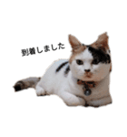 三毛猫ぽてとさんのスタンプ（個別スタンプ：14）