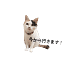 三毛猫ぽてとさんのスタンプ（個別スタンプ：16）