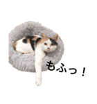 三毛猫ぽてとさんのスタンプ（個別スタンプ：22）