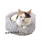 三毛猫ぽてとさんのスタンプ（個別スタンプ：23）