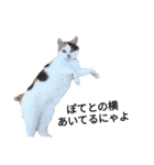 三毛猫ぽてとさんのスタンプ（個別スタンプ：24）