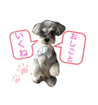 ベルちゃんのスタンプ❤️（個別スタンプ：4）