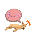 Miya's Dogs（個別スタンプ：9）